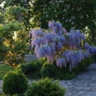 Wisteria in the garden